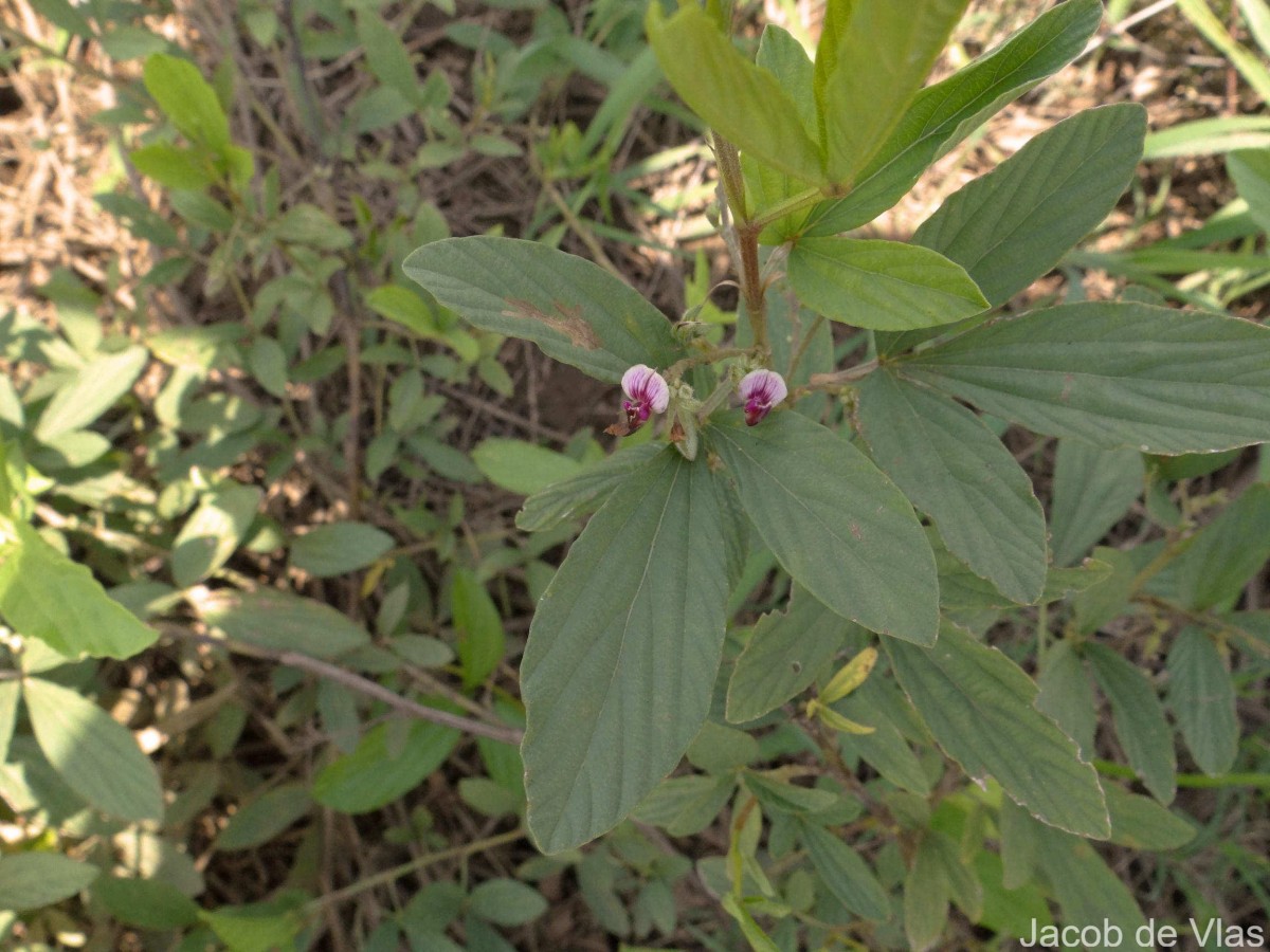 Flemingia lineata (L.) Roxb. ex W.T.Aiton